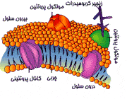 غشای سلول
