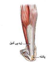 ماهیچه های پا