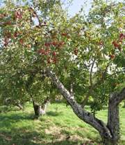 درخت میوه