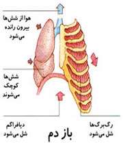 ماکت ریه‌ها