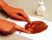 برگهای پاییزی