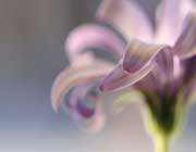 حضرت خدیجه(س)