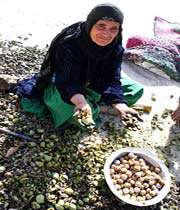 فرهنگ عشایر فارس