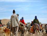 فرهنگ عشایر فارس