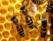 زنبورهای عسلی