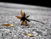 دل اندوهگنان را دوست دارم