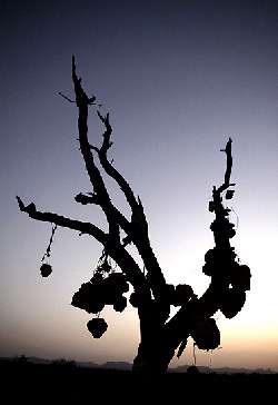 باغ سنگی سیرجان