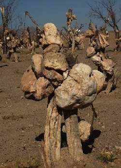 باغ سنگی سیرجان