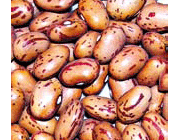 لوبیا چیتی