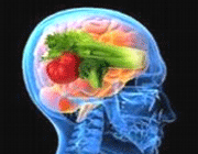 غذای مغز