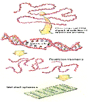 پروژه ژنوم انسان