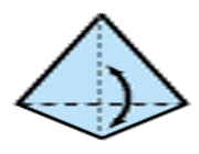کاج کاغذی