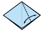 کاج کاغذی