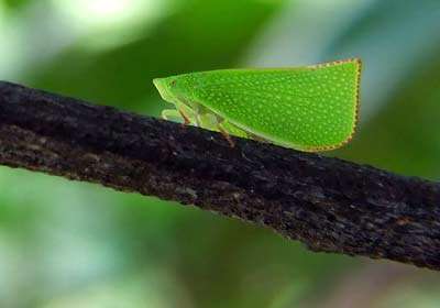 برگی که راه می‌رود