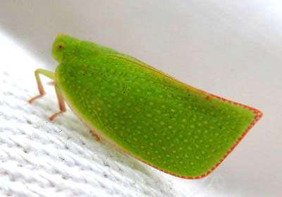 برگی که راه می‌رود