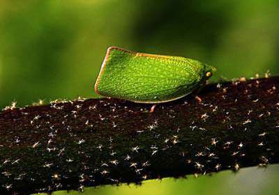 برگی که راه می‌رود