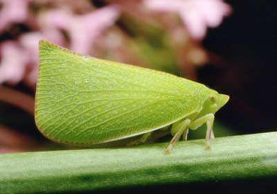 برگی که راه می‌رود