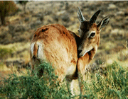 البیئة
