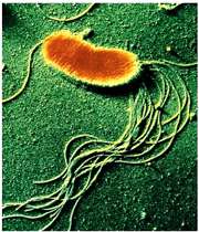 باکتری چیست؟