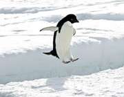 پنگوئن های امروزی سنگین تر از گذشته