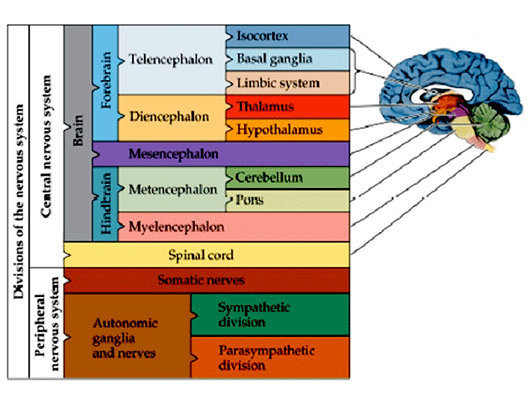 ساختار و اعمال دستگاه عصبی