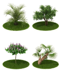 درخت  