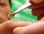زنبور درمانی