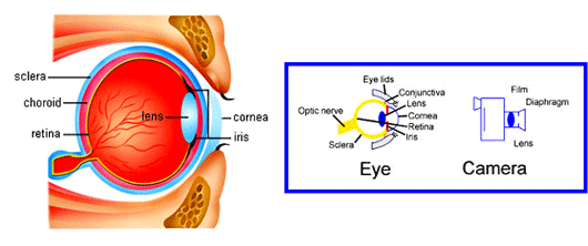 چشم و ساختار عملکردی آن