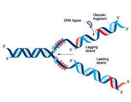 همانندسازی DNA 1