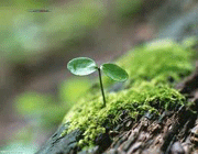 نعمات الهی