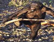شامپانزه‌ای که غذا می‌پزد!