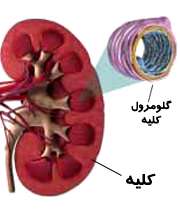 دفع پروتئین ادرار