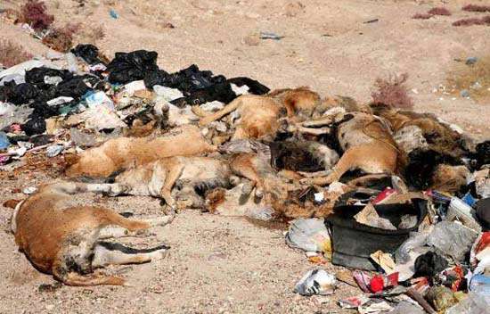 ماجرای رسم تلخ سگ کشی در ایران 
