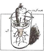 سبزی های آماده ی روییدن