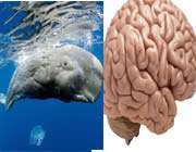 رکورددار سنگین ترین مغز در بین حیوانات 