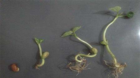 تأثیر آب مغناطیسی بر رشد گیاهچه لوبیا