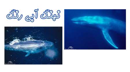 نهنگ آبی رنگ