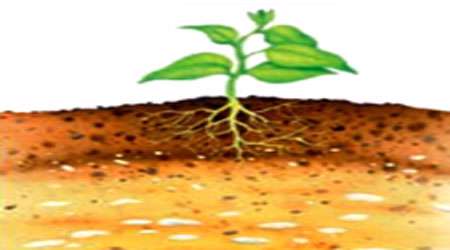 خاک، عامل رشد گیاه