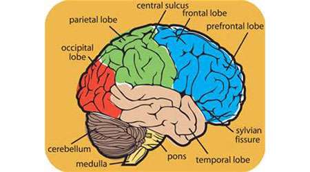 چگونه لغات در مغز ما ذخیره می شود؟
