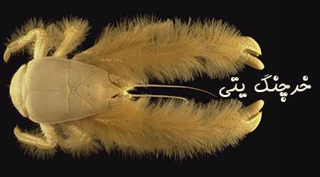 خرچنگ یتی، خرچنگی از جنس ابریشم 