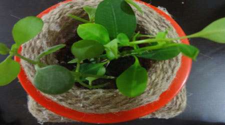 طراحی و ساخت گلدانی با قابلیت آبرسانی به گیاه