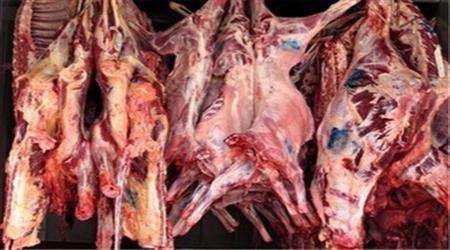 نتیجه تصویری برای گوشت گوزن قطبی