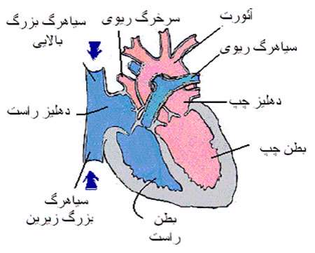 قلب در بدن انسان چگونه کار می کند
