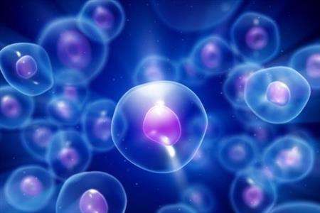 <a href='http://sciences.niloblog.com/p/317'>دستیابی</a> به سلول های بنیادی بعد از مرگ 