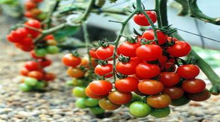 <a href='http://tebyan.niloblog.com/p/339'>بررسی</a> اثر استفاده از کودهای مختلف بر روی بوته گوجه فرنگی 