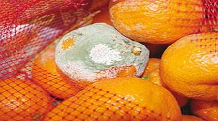 بررسی تأثیر ادویه بر جلوگیری از کپک زدن مواد غذایی