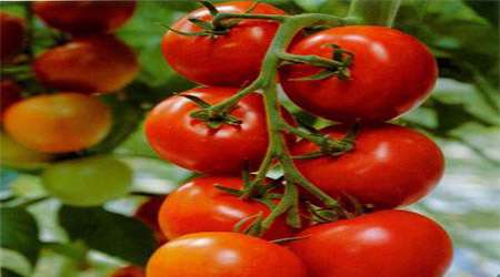 بررسی اثر استفاده از کودهای مختلف بر روی بوته گوجه فرنگی 