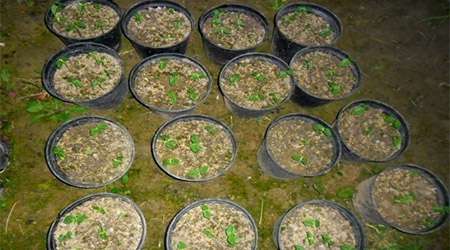 تاثیر کود بیولوژیک بر میزان محصول لوبیا سبز