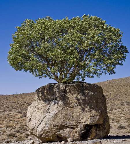 رفسنجان، درخت در سنگ