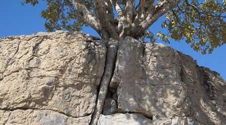 رفسنجان، درخت در سنگ